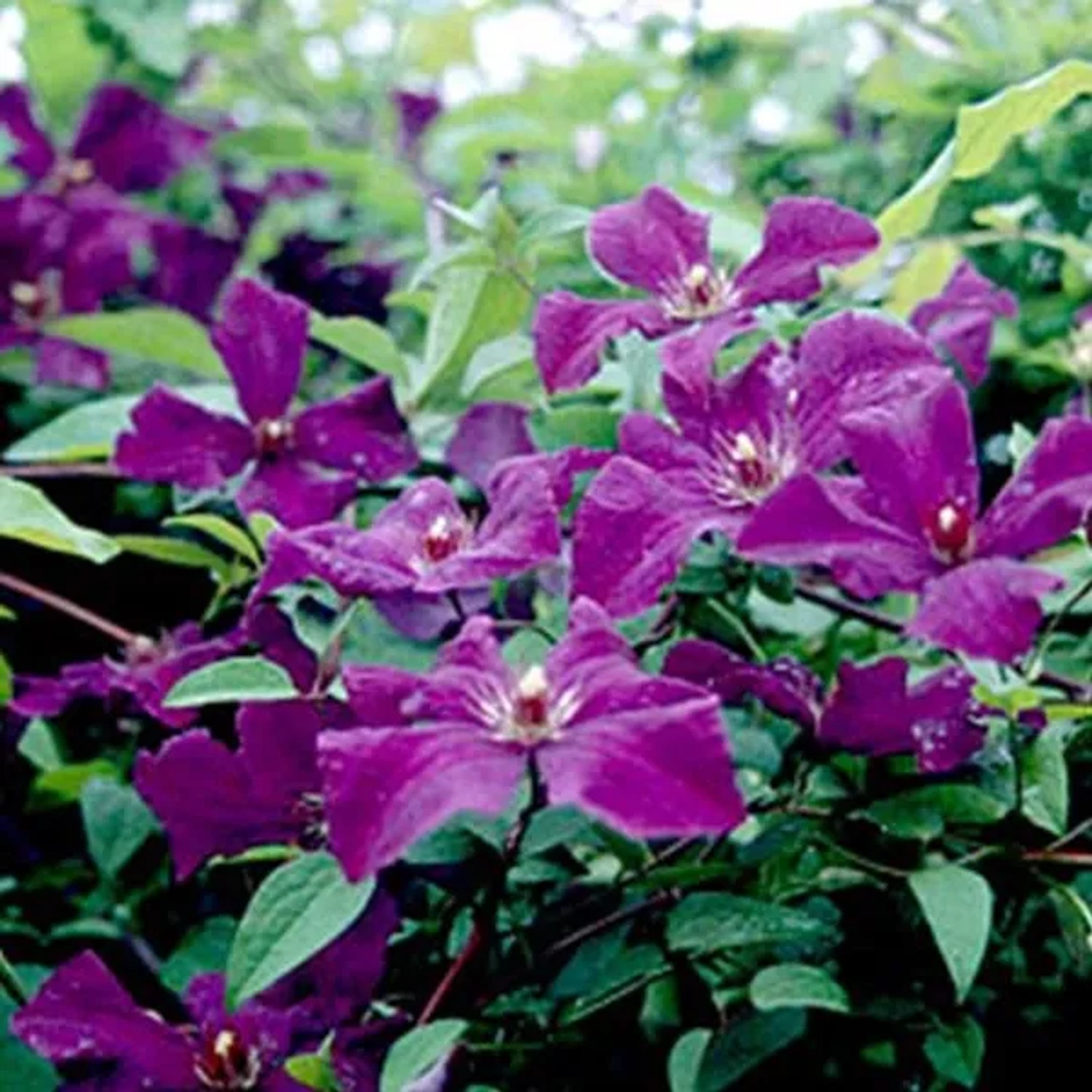 Waldrebe 'Polish Spirit' Clematis 50 bis 60 cm im Container Tiefviolette Blüten