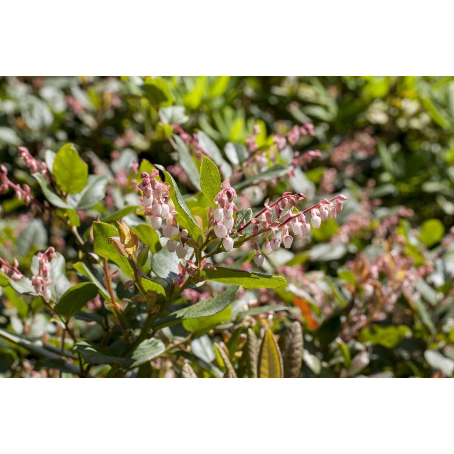 Vaccinium Nummularia Immergrün 15–20 Cm günstig online kaufen