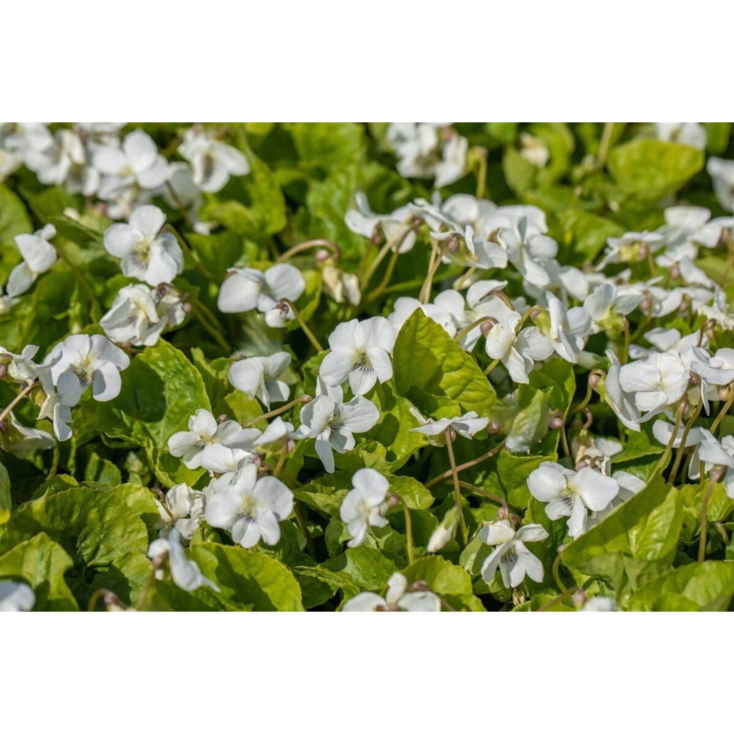 Viola Sororia Albiflora Ca. 9x9 cm Topf günstig online kaufen