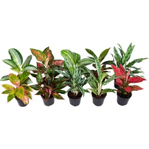 Verschiedene GROW by OBI Kolbenfaden (Aglaonema) Sorten in Grün und Rot, ca. 30-35 cm hoch im 12 cm Topf.