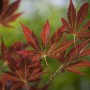 Nahaufnahme: Rote Blätter des Japanischen Ahorn (Acer Palmatum), Hausbaum für Garten & Kübel.