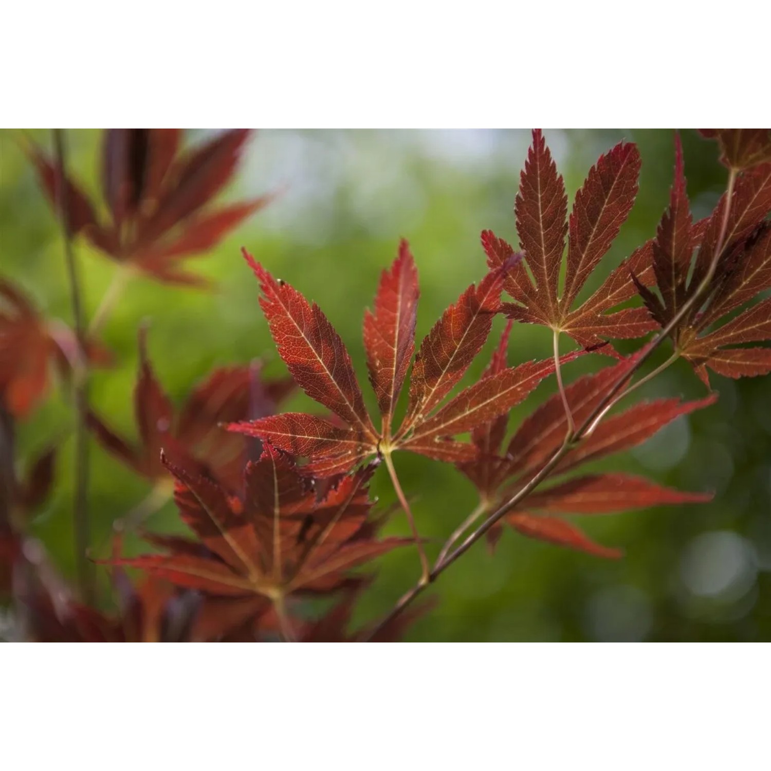 Nahaufnahme: Rote Blätter des Japanischen Ahorn (Acer Palmatum), Hausbaum für Garten & Kübel.