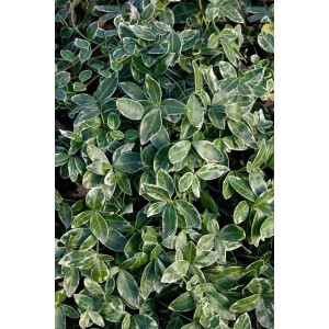 Immergrün 'Ralph Shugert' mit grün-weiß panaschierten Blättern als Bodendecker.