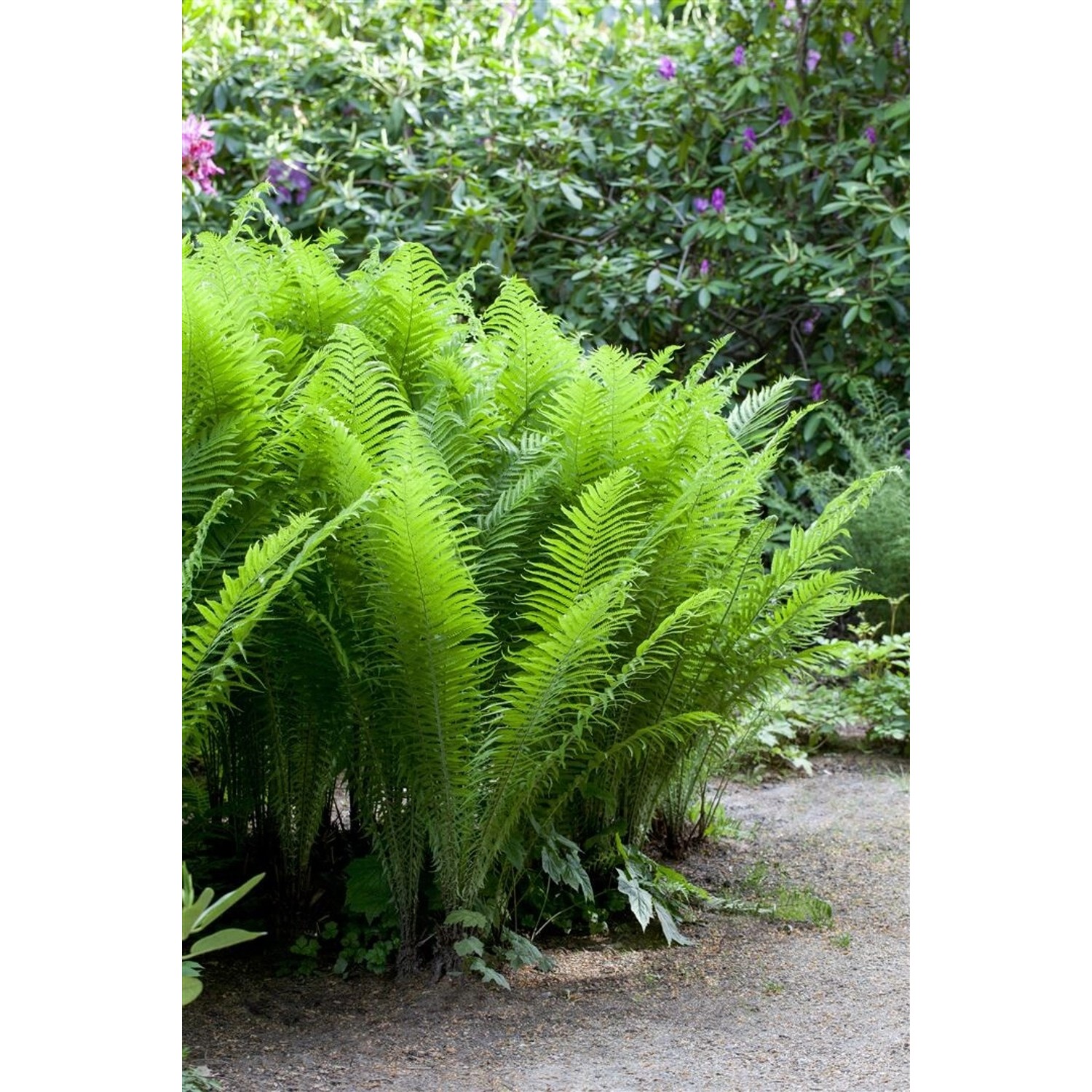 Osmunda Cinnamomea Zimtfarn Ca. 9x9 cm Topf günstig online kaufen