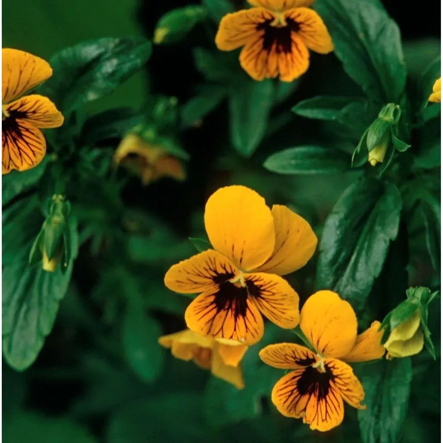 Hornveilchen Irish Molly - Viola cornuta