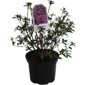 Japanische Azalee 'Blaue Donau' im 4 l Topf mit violetten Blüten.