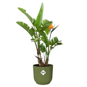 Elho Blumentopf Vibes Fold, rund, Ø 30 cm, grün, mit Pflanze. Ideal für den Innenbereich.