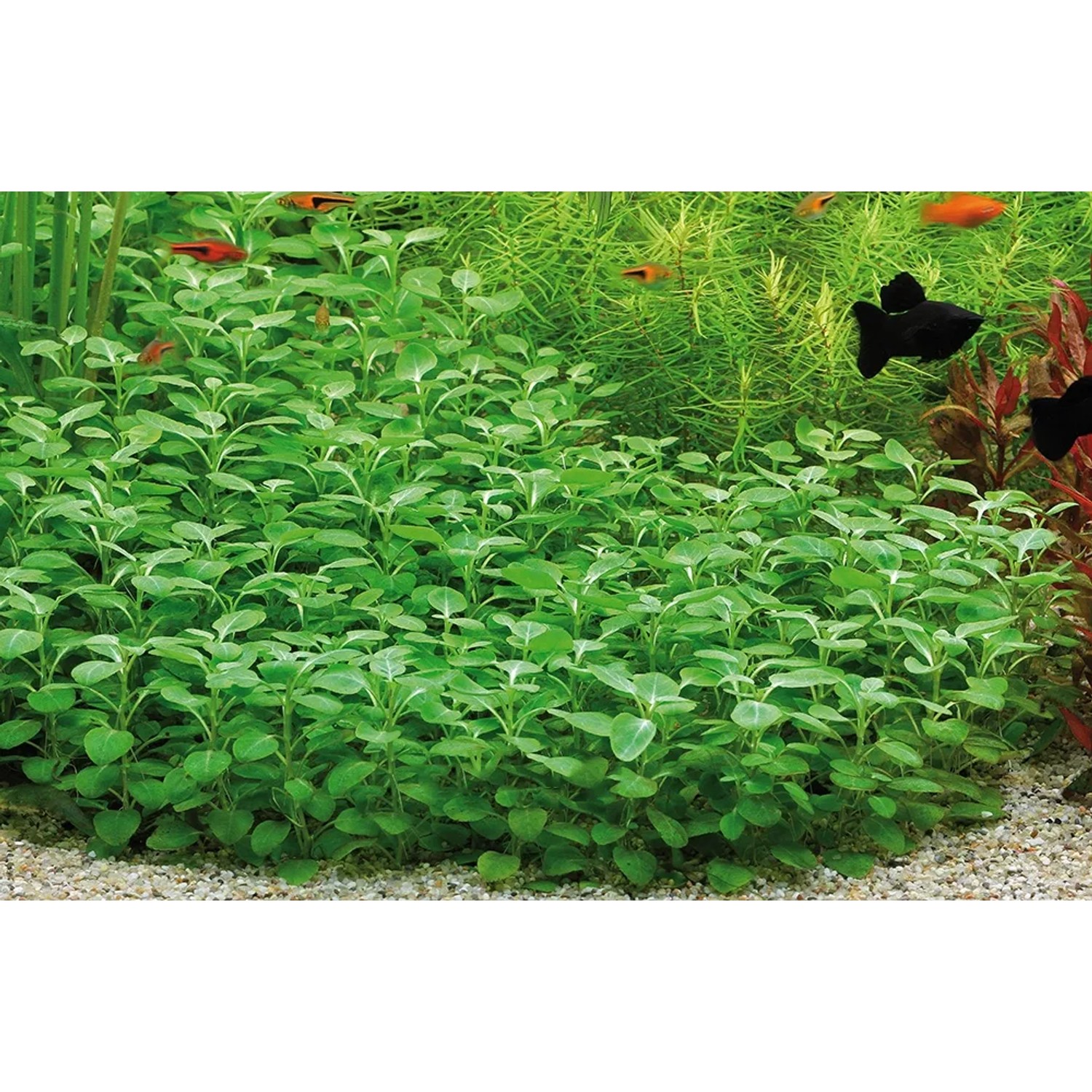Dennerle Plants Aquariumpflanze Lobelia Cardinalis Mini