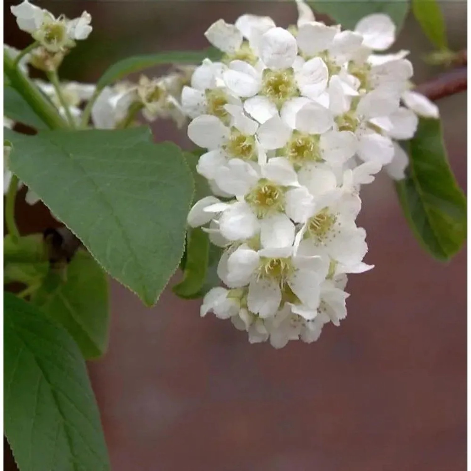Traubenkirsche 125-150cm - Prunus padus