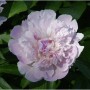 Edelpfingstrose Noemie Demay - Paeonia lactiflora