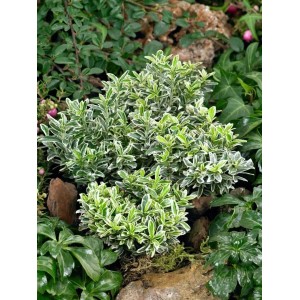 Buntlaubiger Euonymus Japonicus Microphyllus im 9x9 cm Topf. Kompakter Strauch mit grün-weißen Blättern.