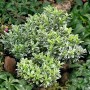 Buntlaubiger Euonymus Japonicus Microphyllus im 9x9 cm Topf. Kompakter Strauch mit grün-weißen Blättern.