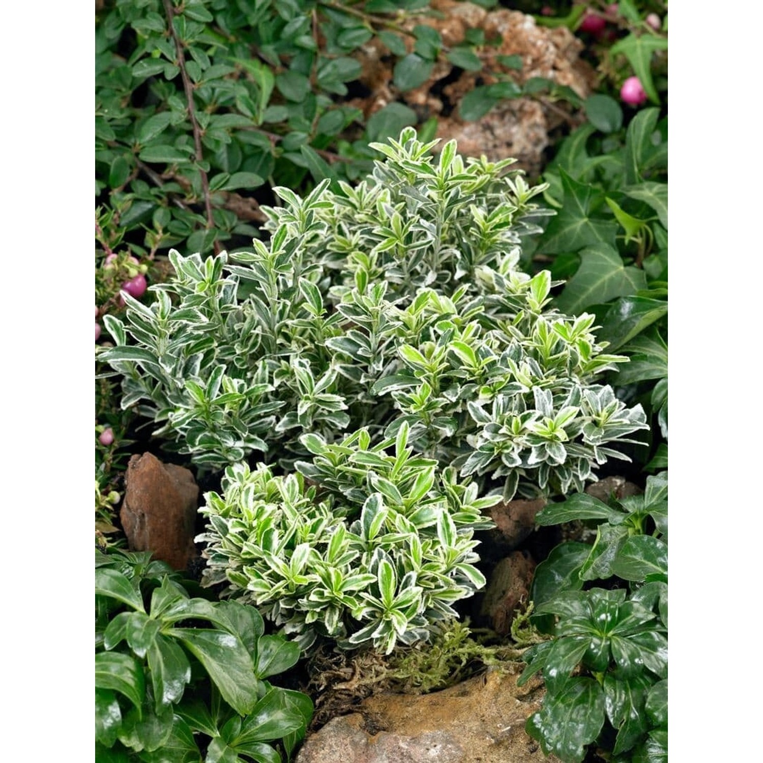 Buntlaubiger Euonymus Japonicus Microphyllus im 9x9 cm Topf. Kompakter Strauch mit grün-weißen Blättern.