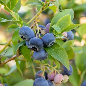 Heidelbeere Bluecrop BIO mit reifen, blauen Früchten und grünen Blättern.