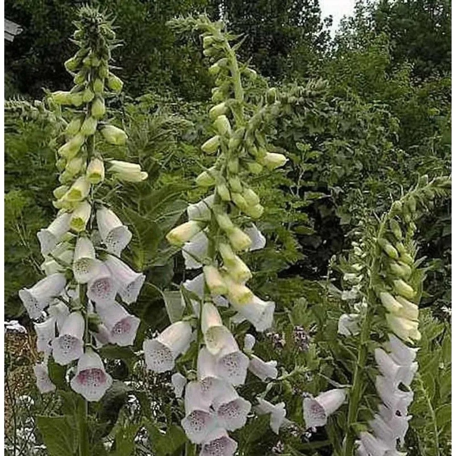 Fingerhut Excelsior - Digitalis purpurea