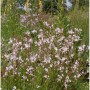 Prachtkerze Cherry Brandy (Gaura lindheimeri) im Gartenbeet mit zarten, hellrosa Blüten.