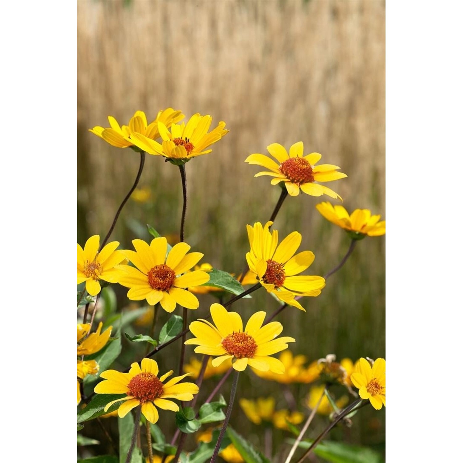 Heliopsis Helianthoides Sonnenauge Summer Nights Gen Ca 11x11 cm Topf günstig online kaufen