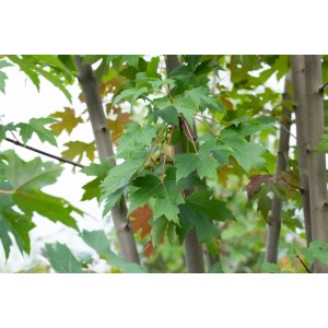 Acer Freemanii Autumn Blaze Feuerahorn, 125–150 cm, mit grünen Blättern.
