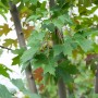 Acer Freemanii Autumn Blaze Feuerahorn, 125–150 cm, mit grünen Blättern.