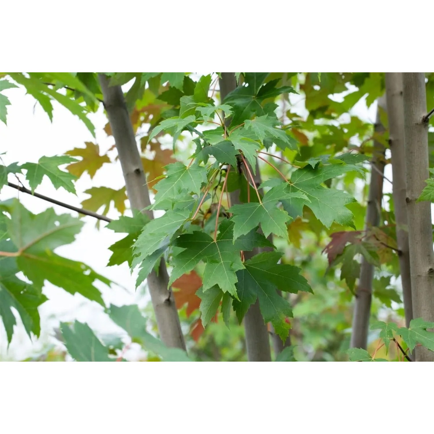 Acer Freemanii Autumn Blaze Feuerahorn, 125–150 cm, mit grünen Blättern.