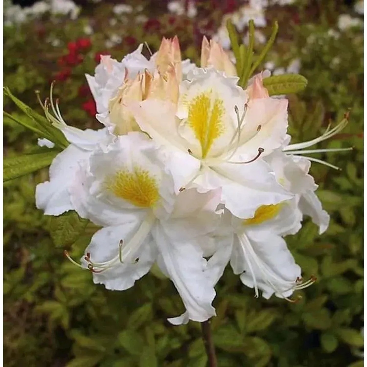 Azalee Schneegold 40-50cm - Rhododendron,uteum - Alpenrose