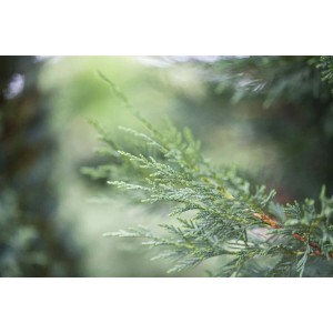 Detailaufnahme einer grünen Leyland-Zypresse (Cupressocyparis leylandii), Heckenpflanze.