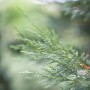 Detailaufnahme einer grünen Leyland-Zypresse (Cupressocyparis leylandii), Heckenpflanze.