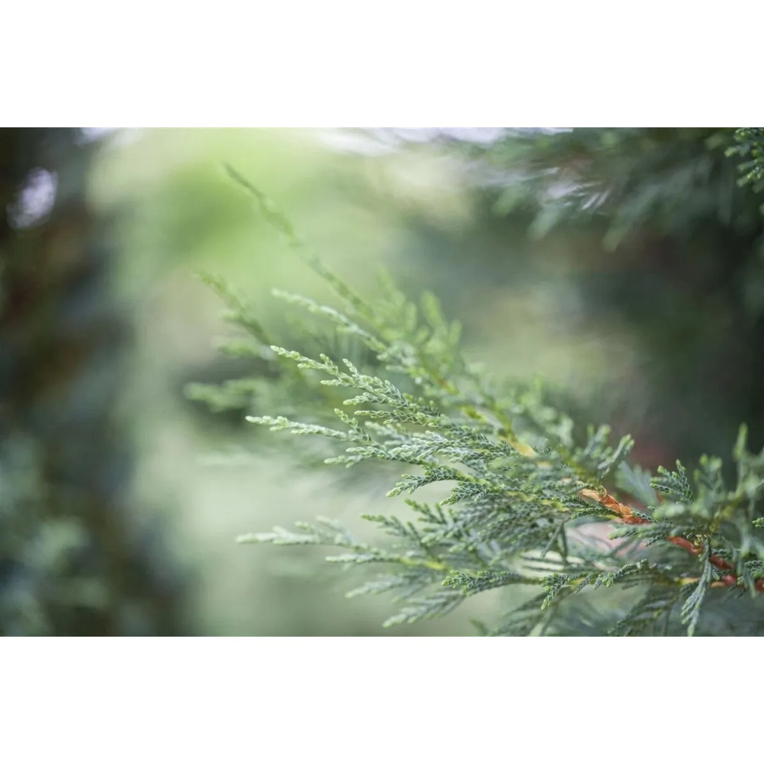 Detailaufnahme einer grünen Leyland-Zypresse (Cupressocyparis leylandii), Heckenpflanze.