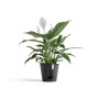 Dunkelgrauer Ecopots Pflanztopf Venice 2, 20 cm, mit grüner Pflanze und weißen Blüten.