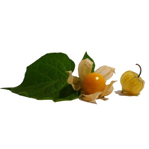 Blu Andenbeere mit Blättern und Lampionhülle, Topf-Ø ca. 12 cm.