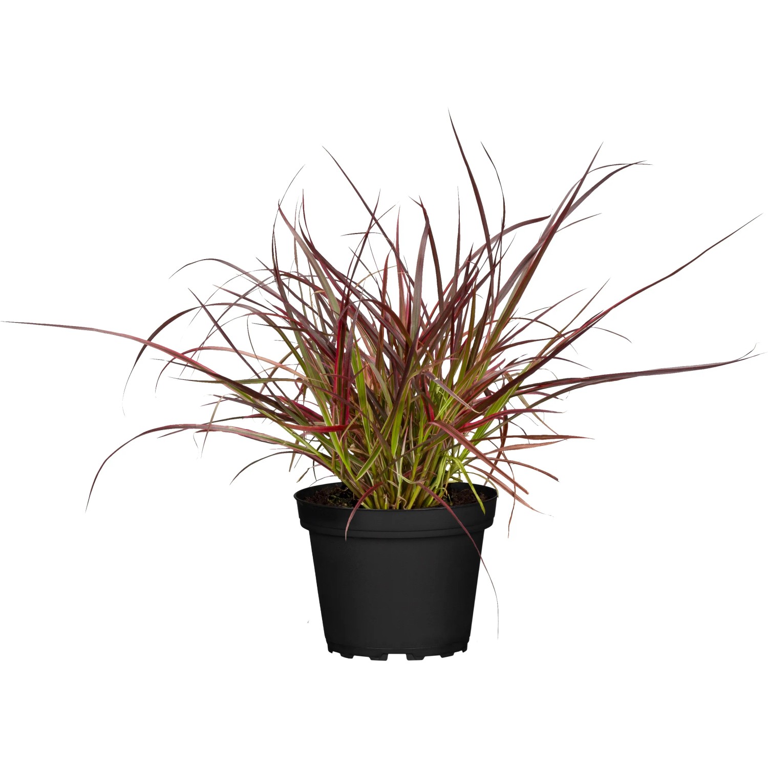 Federborstengras Pennisetum advena Fireworks mit Wedel-Ansatz T19