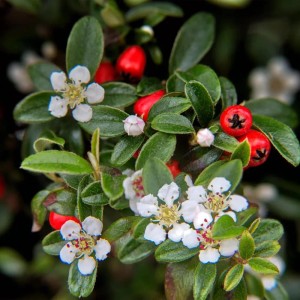 Detailaufnahme der Zwergmispel Cotoneaster Dammeri mit weißen Blüten und roten Beeren.