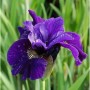 Nahaufnahme einer violetten Sibirischen Wieseniris Ruffled Velvet Blüte.