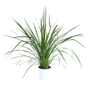 Grüne Keulenlilie (Cordyline australis) im weißen Topf, ca. 30 cm hoch. Kübelpflanze für halbschattige bis sonnige Standorte.