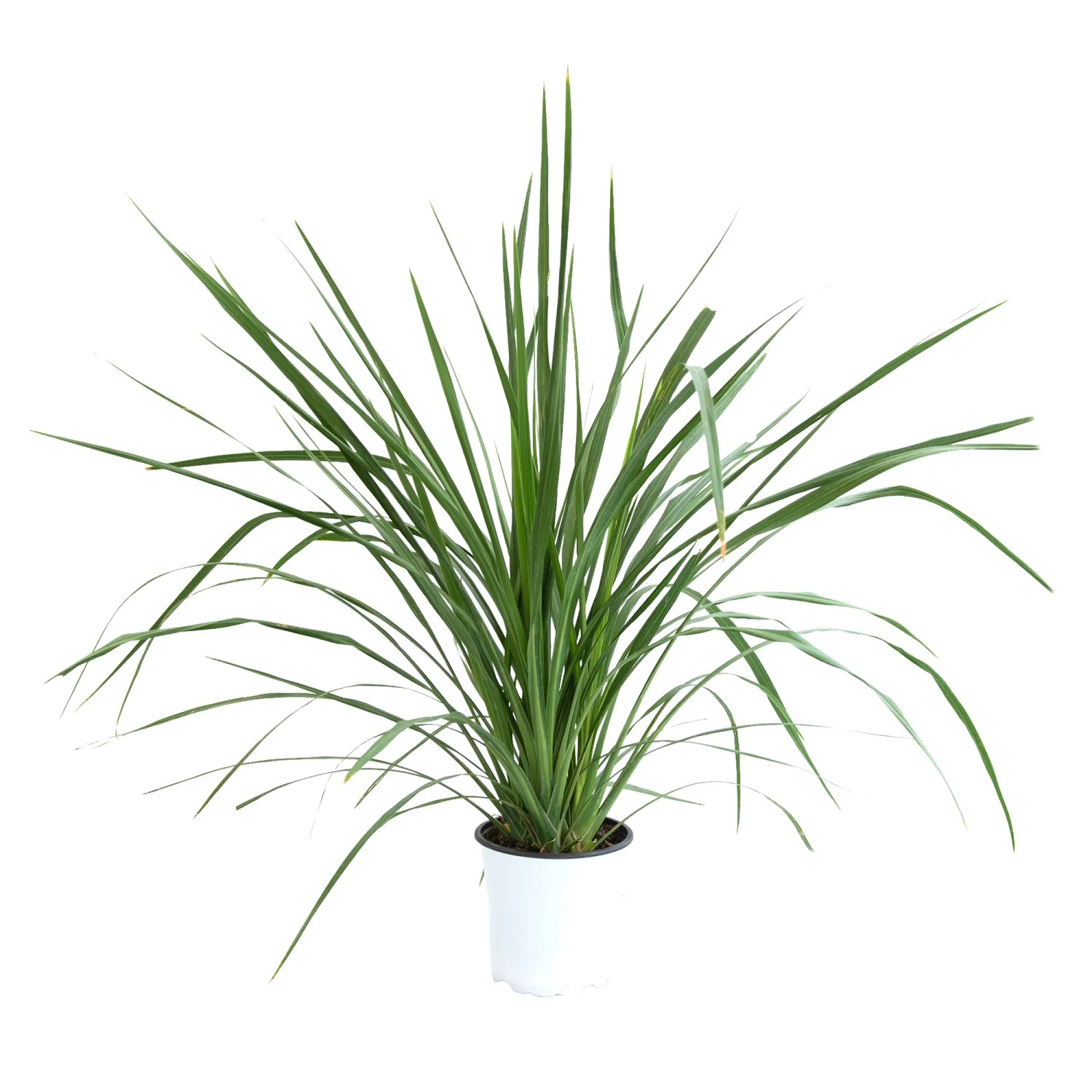 GROW by OBI Keulenlilie Höhe ca. 30 cm Topf ca. 3 l Cordyline australis