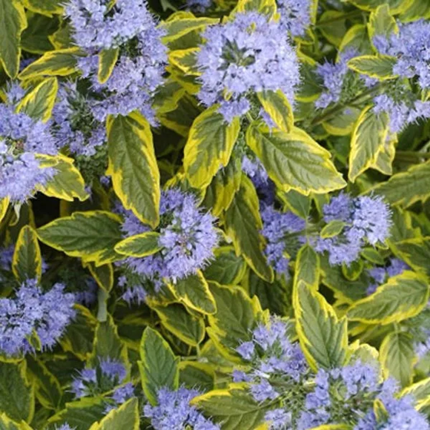 Bartblume 'Summer Sorbet' Caryopteris clandonensis 30 bis 40 cm im Container Kompakter Wuchs