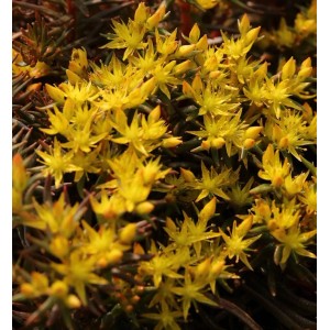 Fetthenne Chocolate Ball - Sedum hakonense