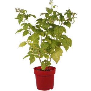 Himbeere "Sugana Twotimer" Höhe ca. 30 cm Topf ca. 3,4 l Rubus idaeus
