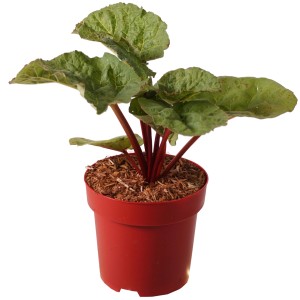 Rhabarber "Pinkbarber" Höhe ca. 30 cm Topf ca. 3,4 l Rheum rhabarbarum