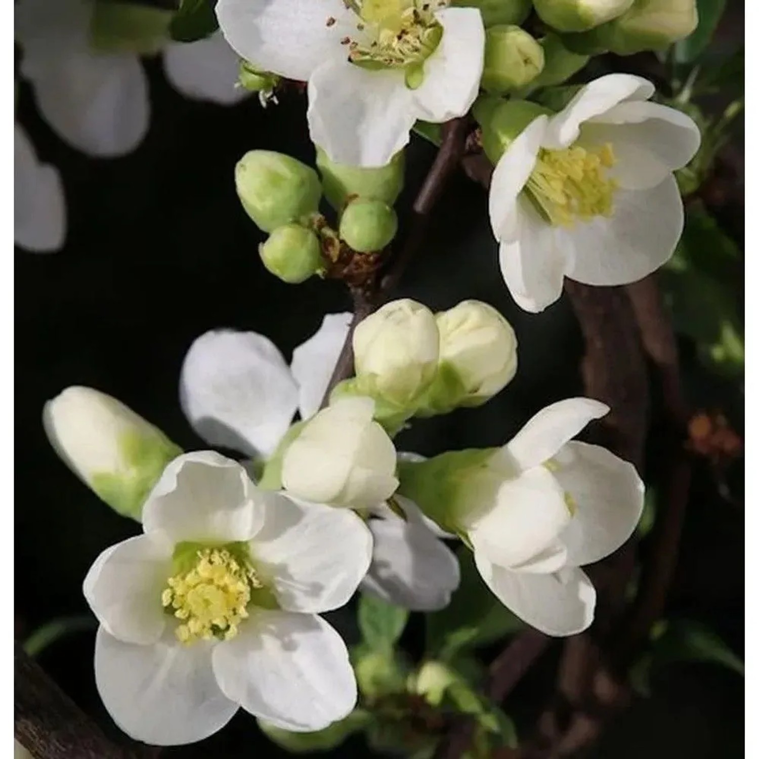 Zierquitte Nivalis 40-60cm - Chaenomeles