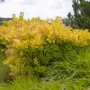 Goldener Perückenstrauch (Cotinus coggygria) mit gelbem Laub im Garten.