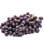 Blaue Weinrebe (Vitis Vinifera) mit reifen, dunklen Trauben. Kletterpflanze für Garten & Balkon.