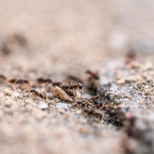 Ameisenkolonie im Detail: Ameisenfrei mit Nematoden bekämpfen.
