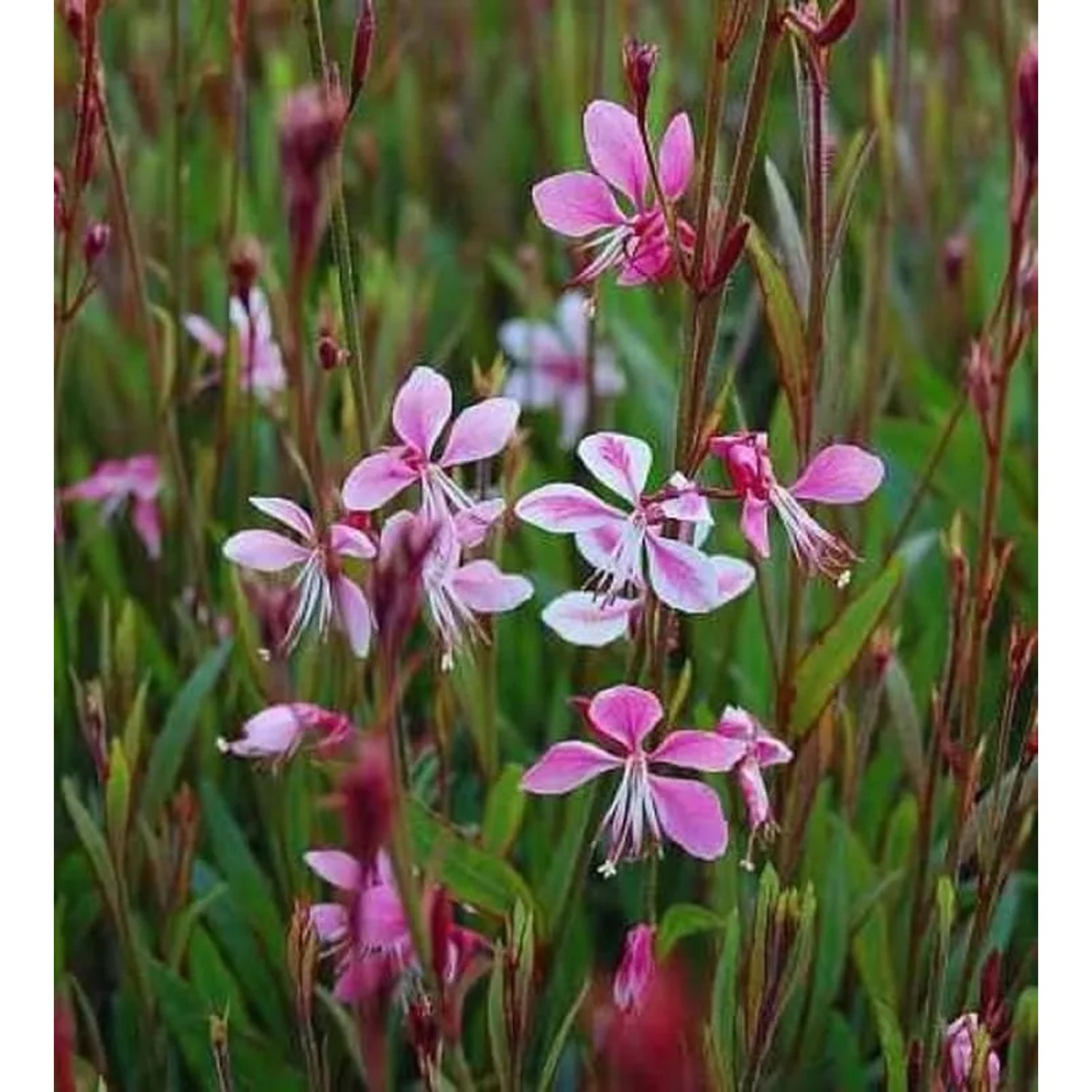 Prachtkerze Siskiyou Pink - Gaura,indheimeri