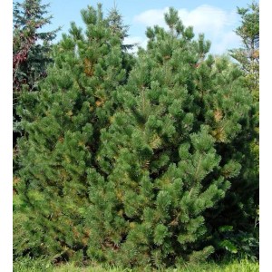 Grüne Bergkiefer (Latschenkiefer), ca. 80-100cm hoch, im Garten.