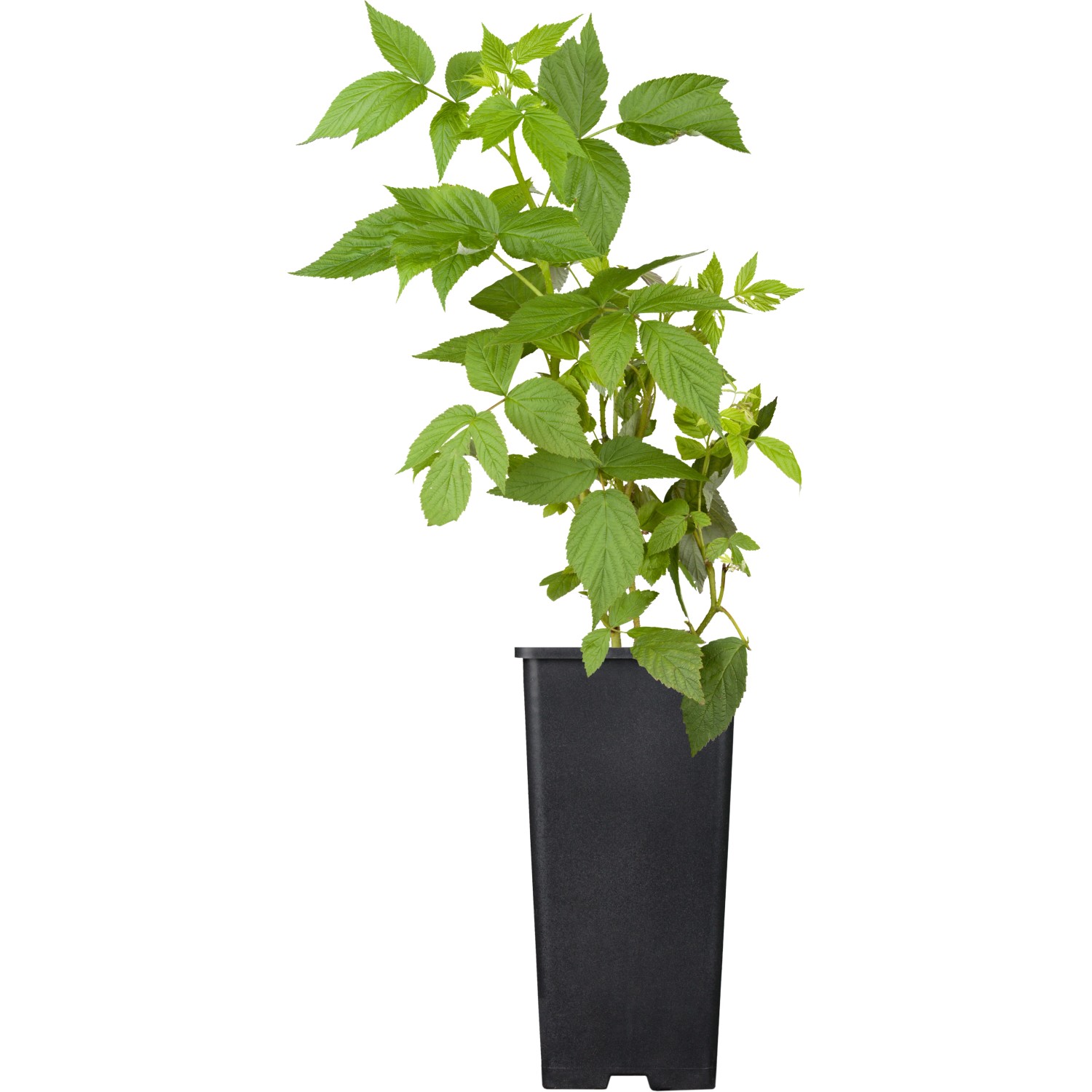 GROW by OBI Himbeere Heritage ca. 40 - 60 cm Rosa Rubus idaeus