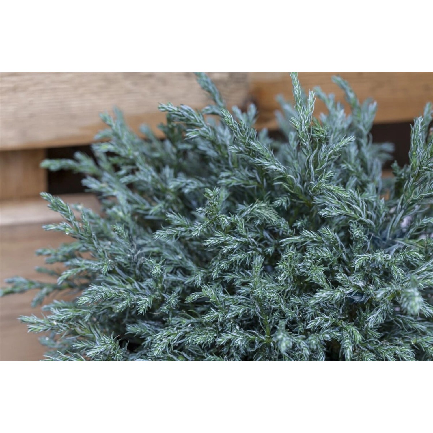 Chamaecyparis Pisifera Baby Blue Scheinzypresse Blau 40 cm Stammhöhe günstig online kaufen