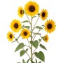 Sonnenblume Helianthus annuus mit gelben Blüten und grünen Blättern.
