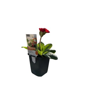 Rote Garten-Schlüsselblume Goldnugget im Topf (9x9 cm) von GROW by OBI.