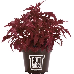 Pottburri Blutnessel im Topf (ca. 13 cm). Stehpflanze mit dunkelroten Blättern im kompostierbaren Topf.